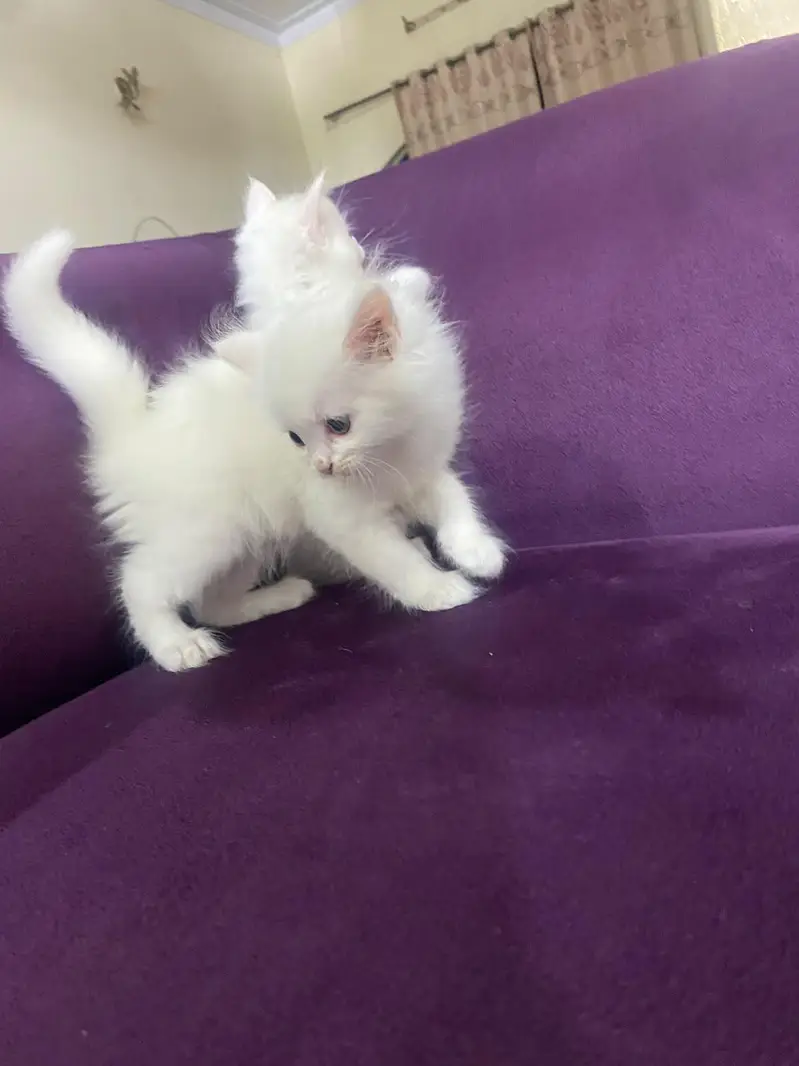 persian kitten babies — photo 8