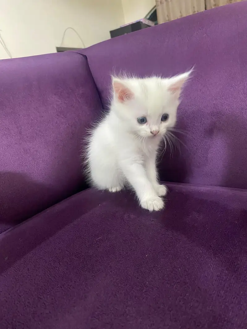 persian kitten babies — photo 9
