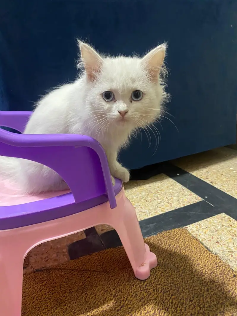 persian kitten babies — photo 10