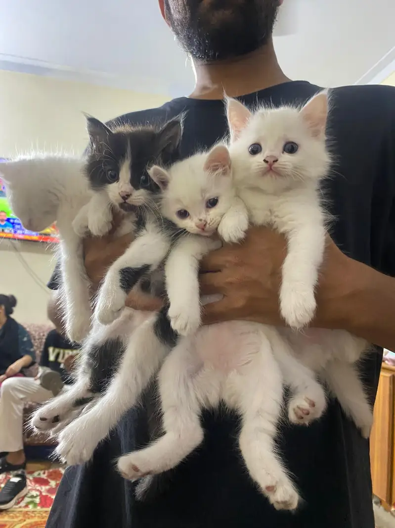 persian kitten babies — photo 11