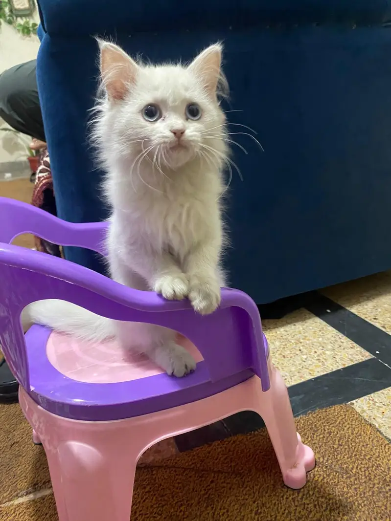 persian kitten babies — photo 12