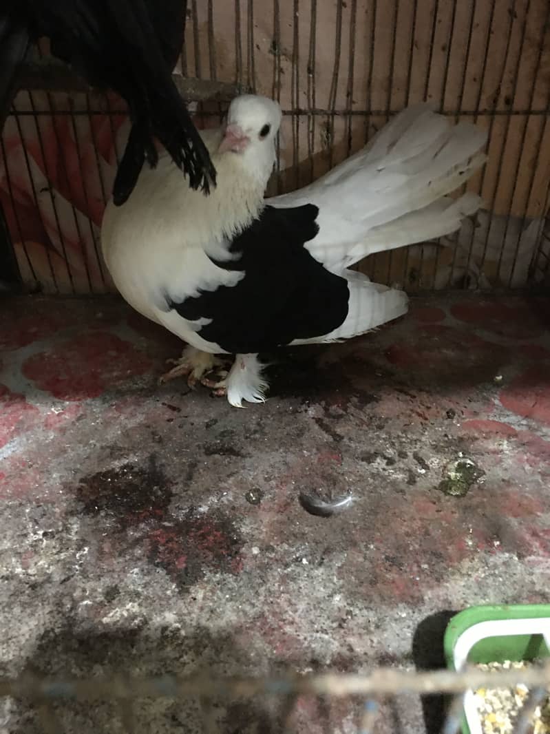 fantails 2