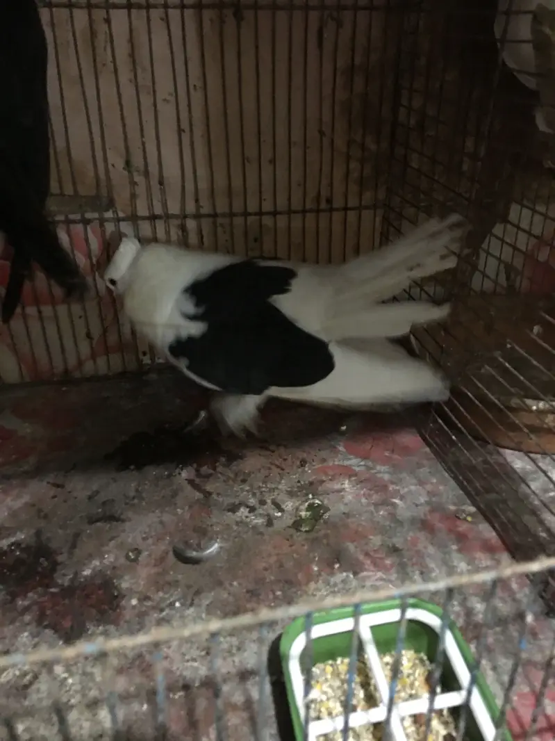 fantails — photo 6