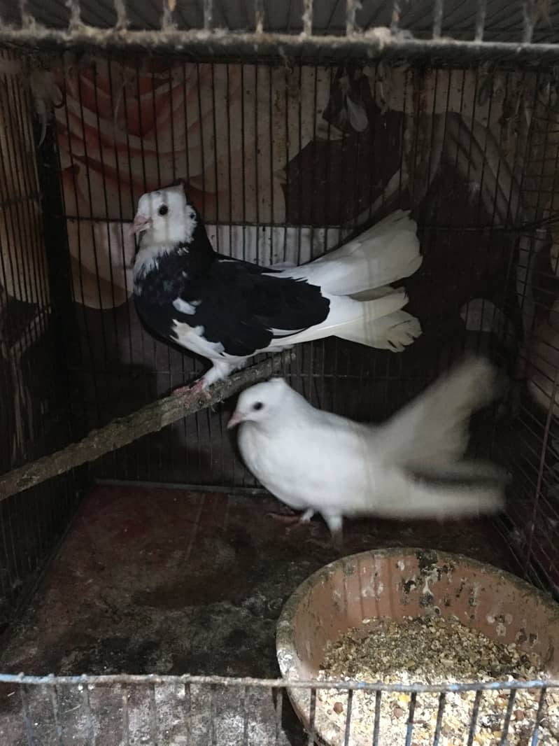 fantails 6