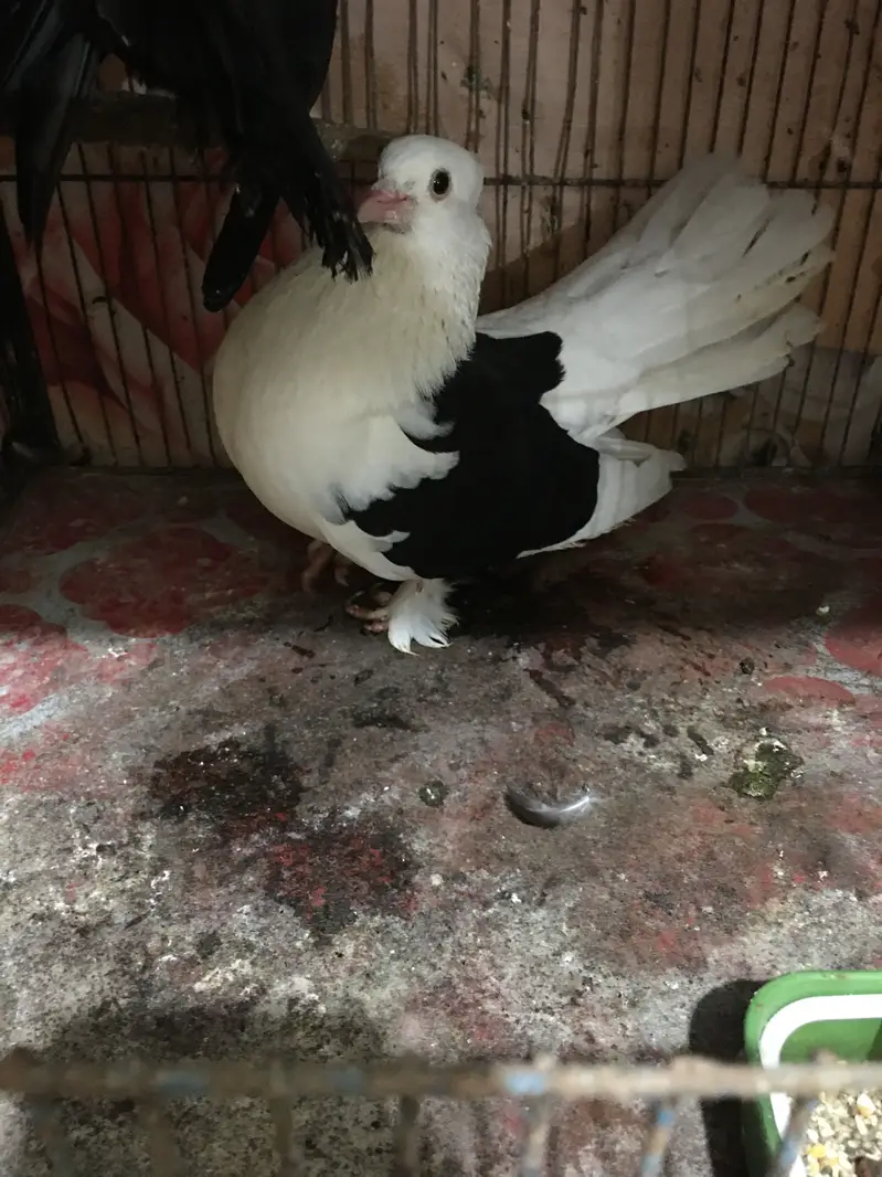 fantails — photo 8