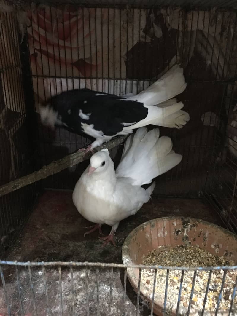 fantails 8