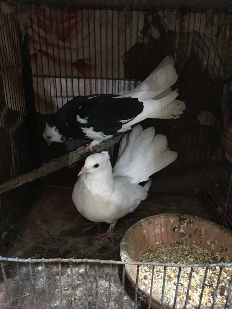 fantails 9