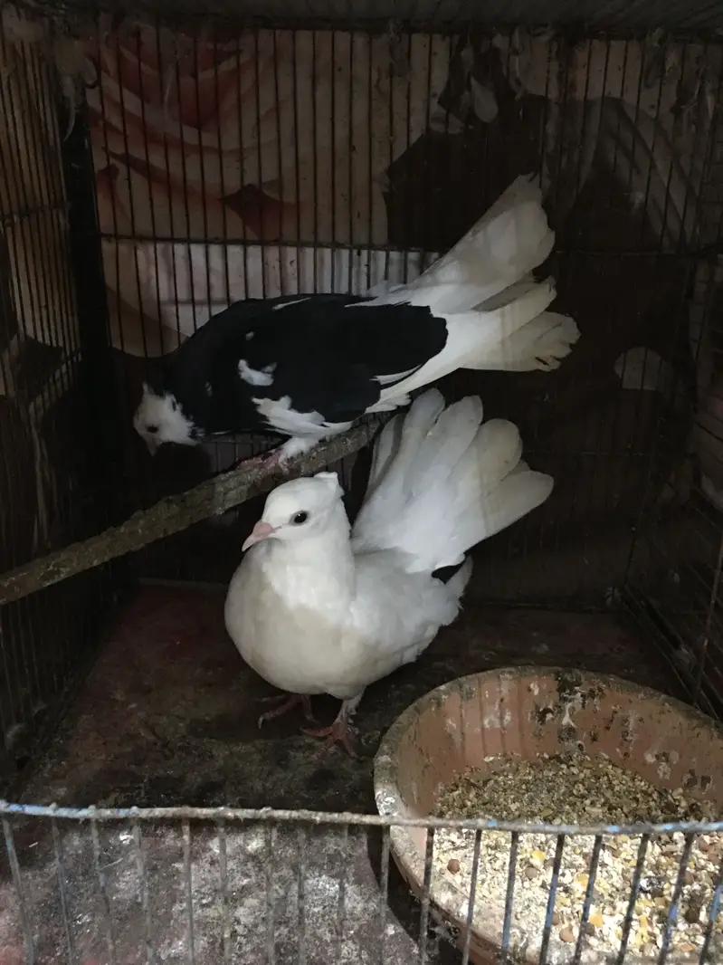 fantails — photo 10