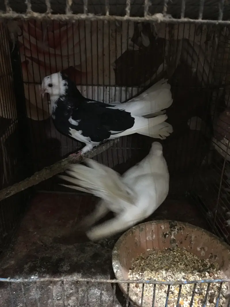 fantails — photo 11