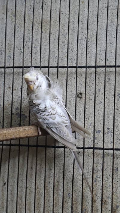 hogoromo budgie