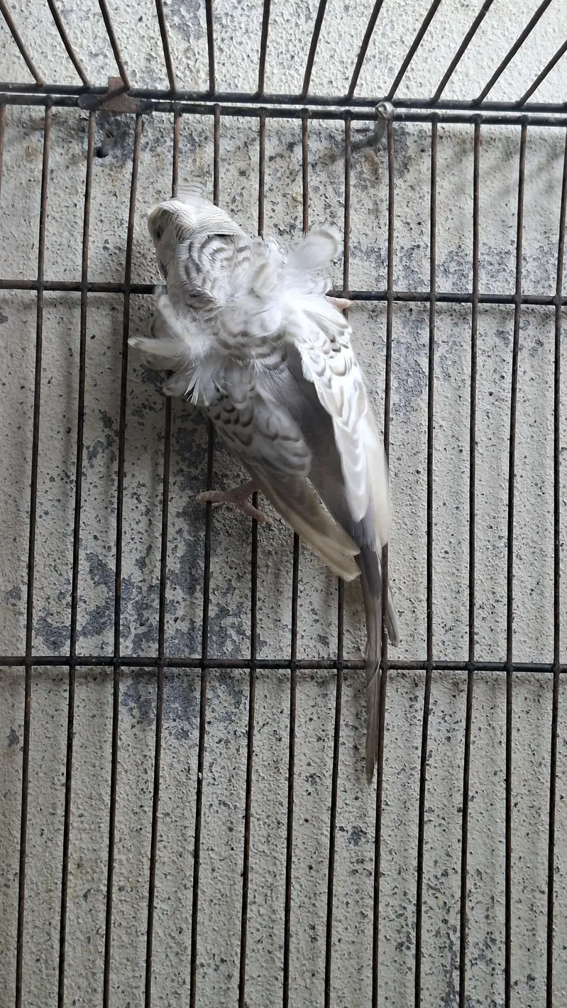 hogoromo budgie — photo 2