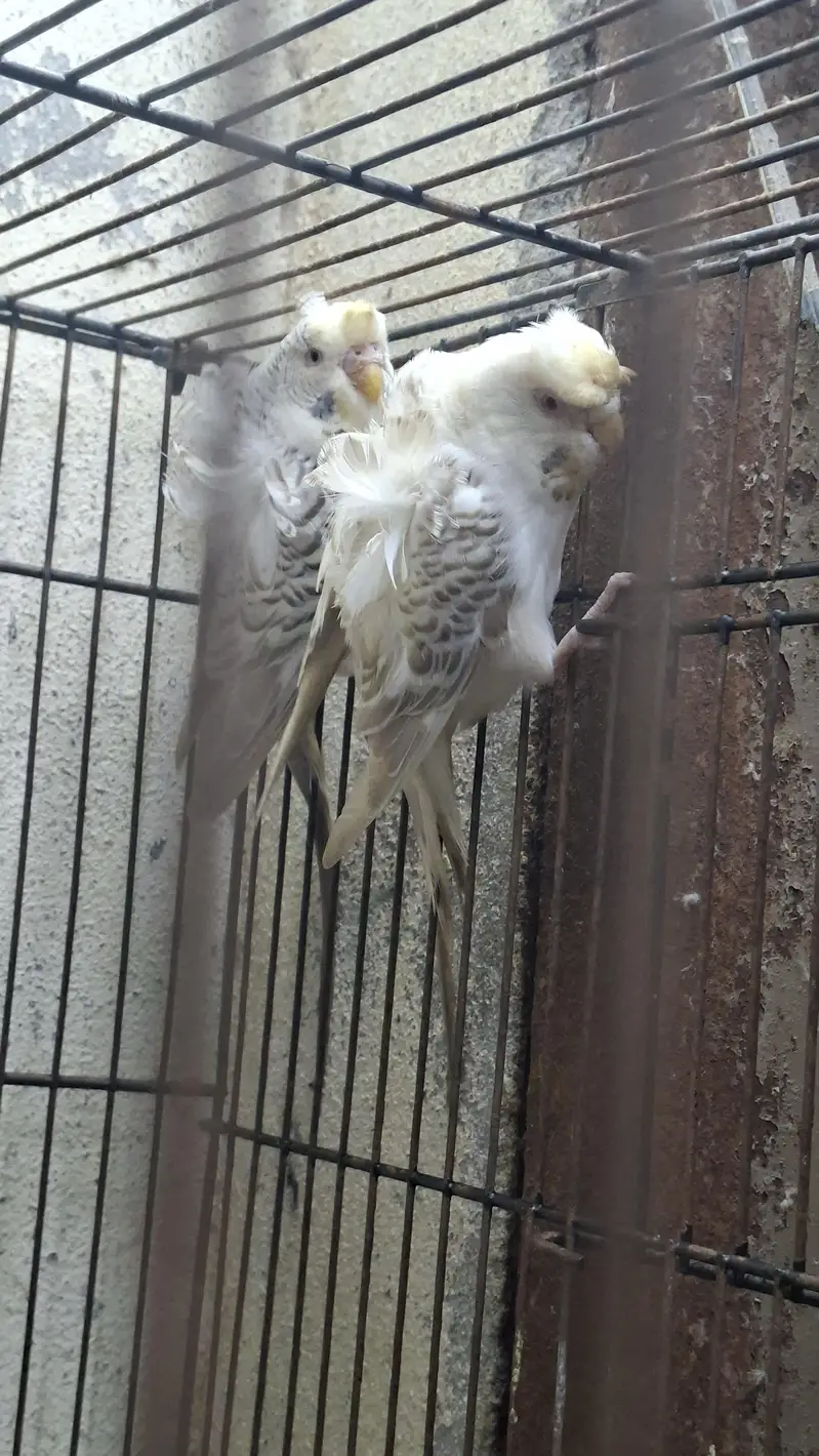 hogoromo budgie — photo 3