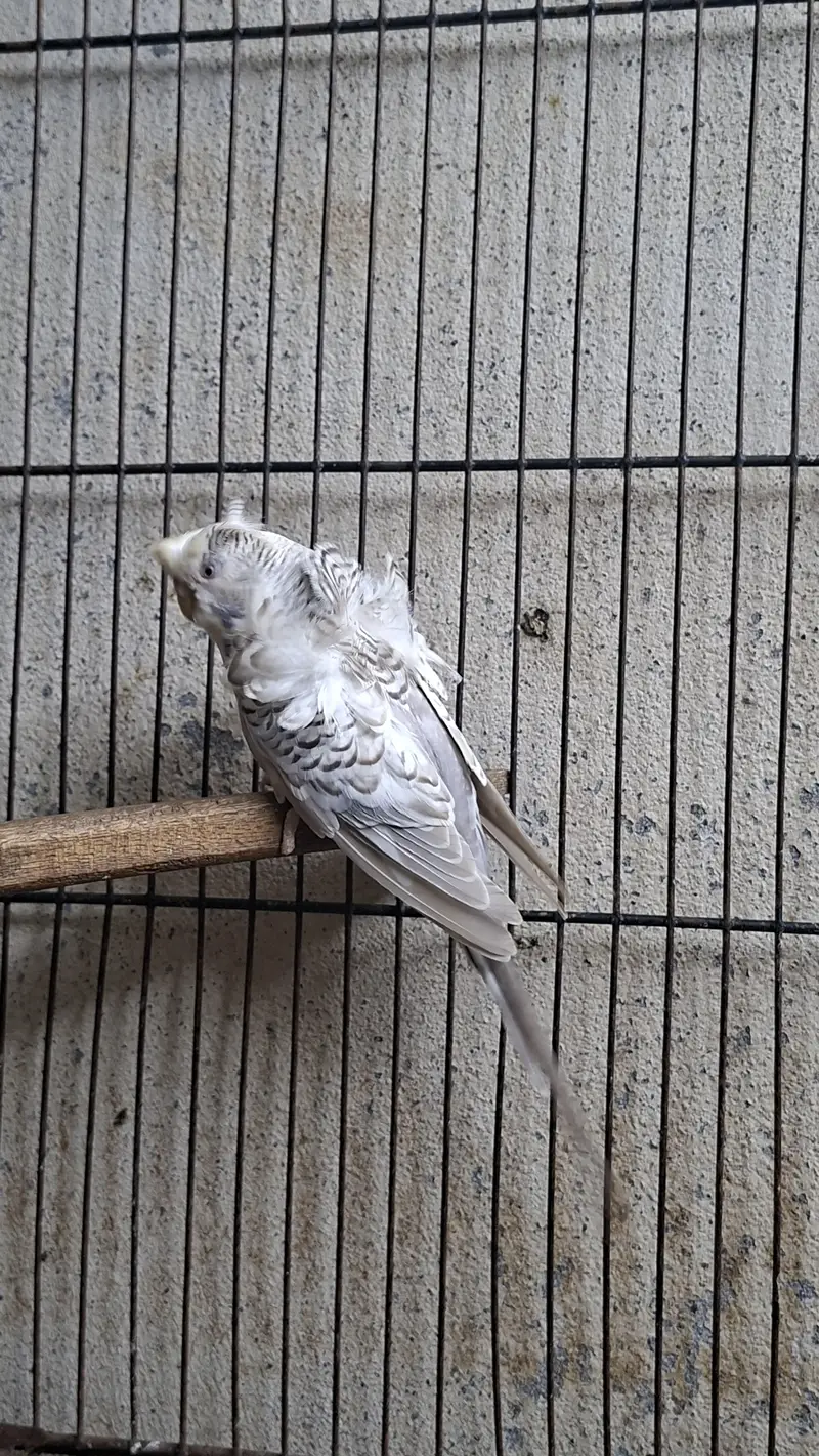 hogoromo budgie — photo 4