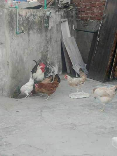egg laying hens for sale