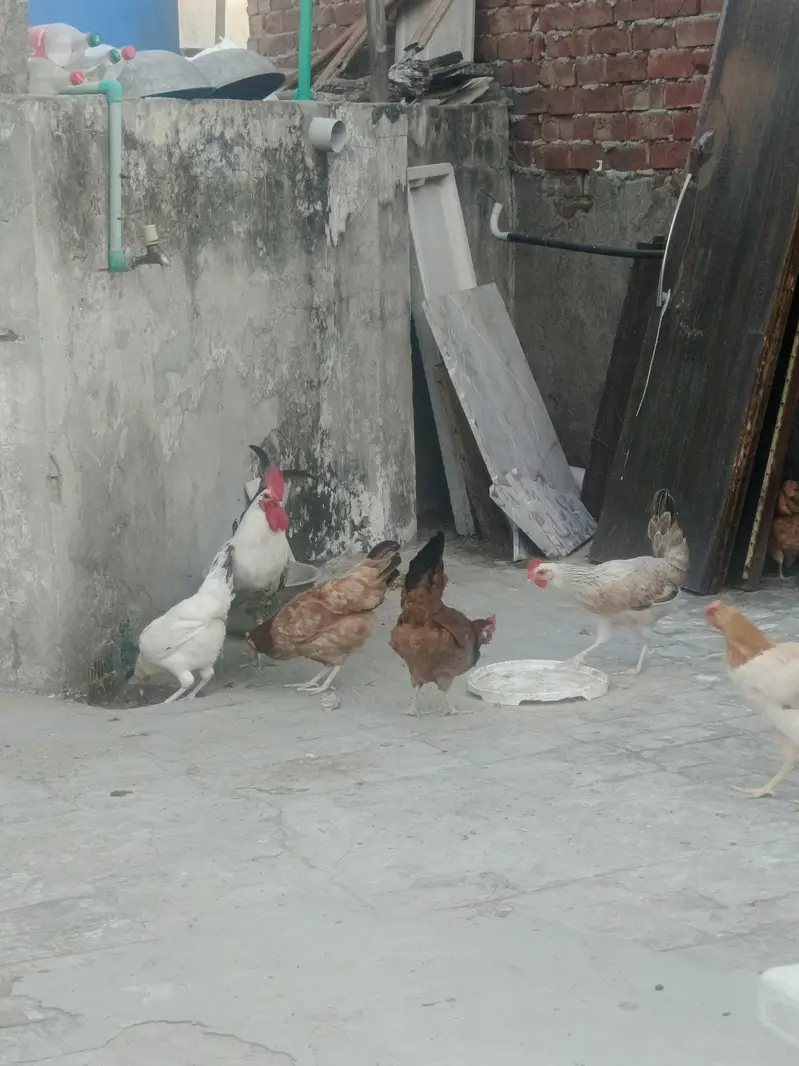egg laying hens for sale — photo 2
