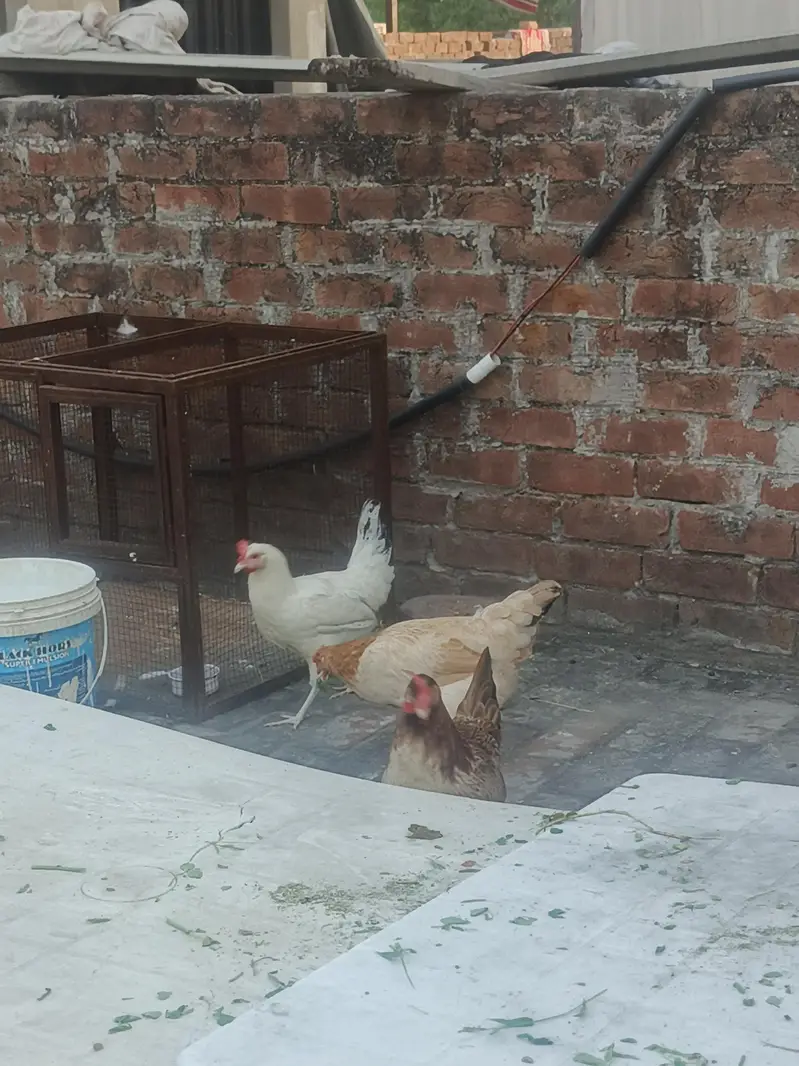 egg laying hens for sale — photo 3