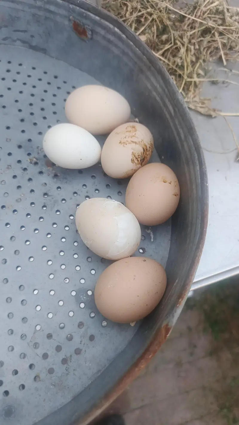 egg laying hens for sale — photo 4