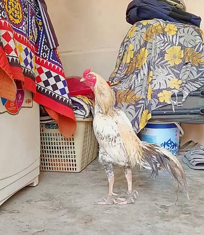 Long height jaggeri male