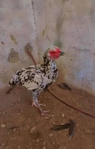 Pure Pakistani cheeni aseel