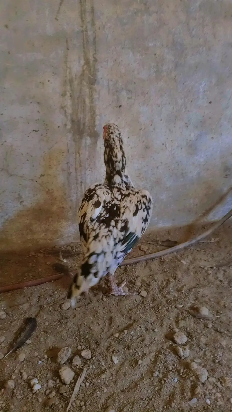 Pure Pakistani cheeni aseel — photo 2