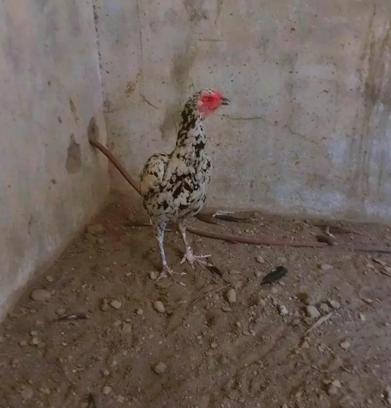 Pure Pakistani cheeni aseel — photo 3