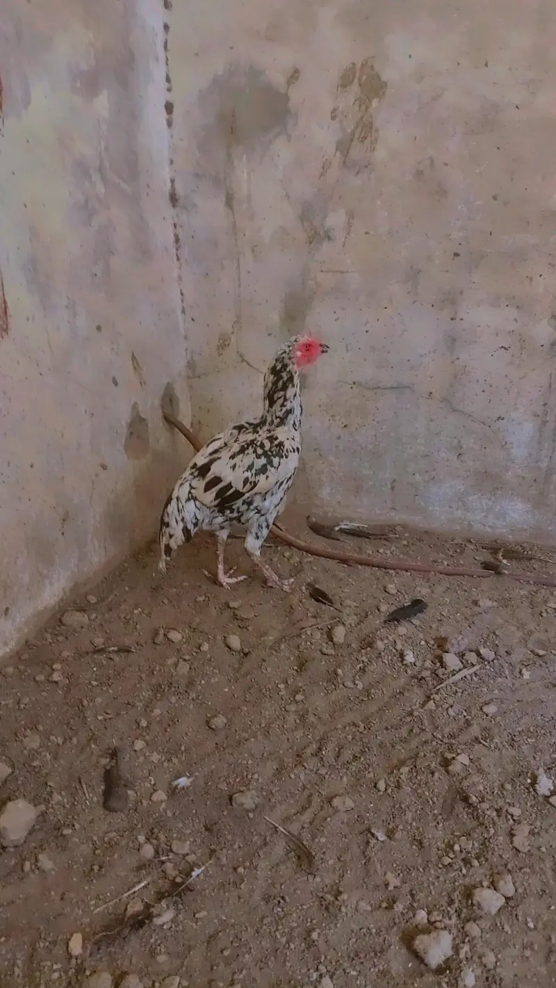 Pure Pakistani cheeni aseel — photo 4
