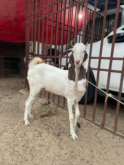 Gulabi Bakri