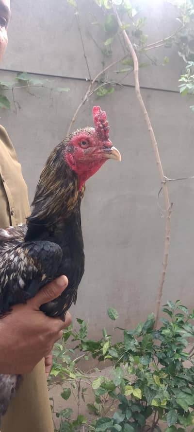 pure lasani male and two female for sale
