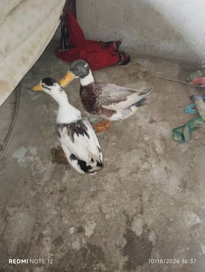 DUCK PAIR FOR SALE