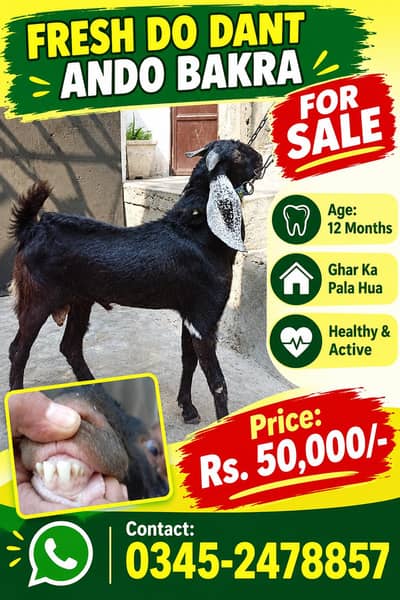 Ghar Ka pala hua Andy Bakra
