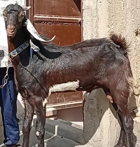 Ghar Ka pala hua Andy Bakra — photo 2