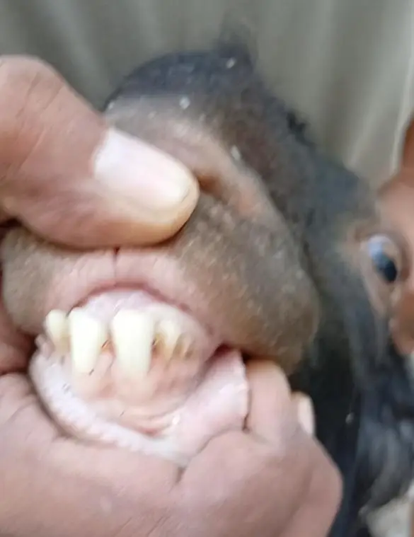Ghar Ka pala hua Andy Bakra — photo 3