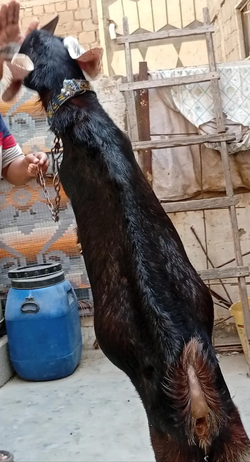 Ghar Ka pala hua Andy Bakra — photo 4