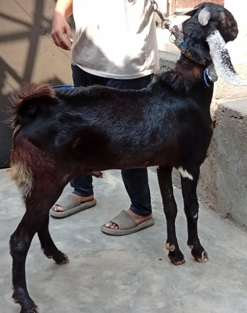 Ghar Ka pala hua Andy Bakra — photo 5