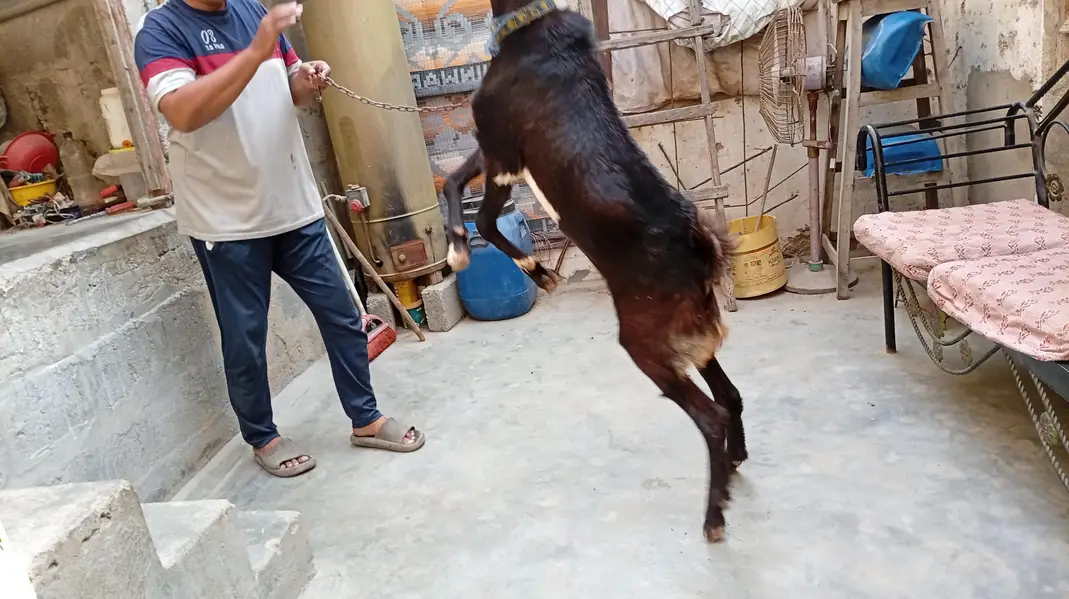 Ghar Ka pala hua Andy Bakra — photo 6