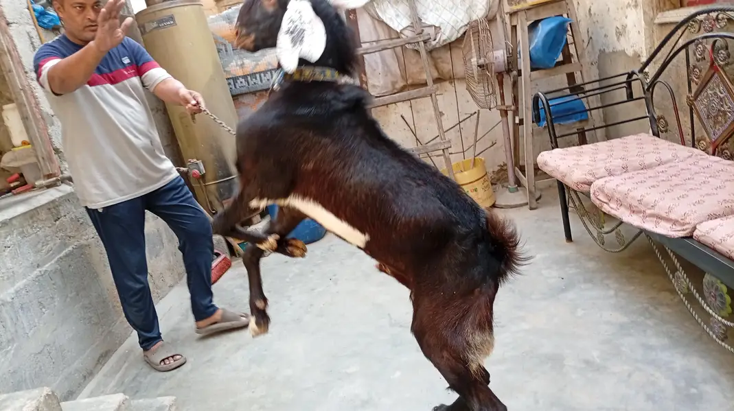 Ghar Ka pala hua Andy Bakra — photo 7