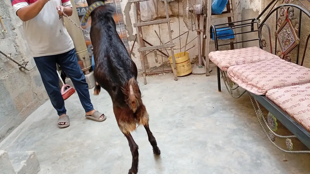 Ghar Ka pala hua Andy Bakra — photo 8