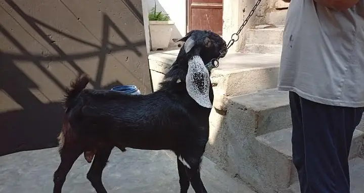 Ghar Ka pala hua Andy Bakra — photo 9