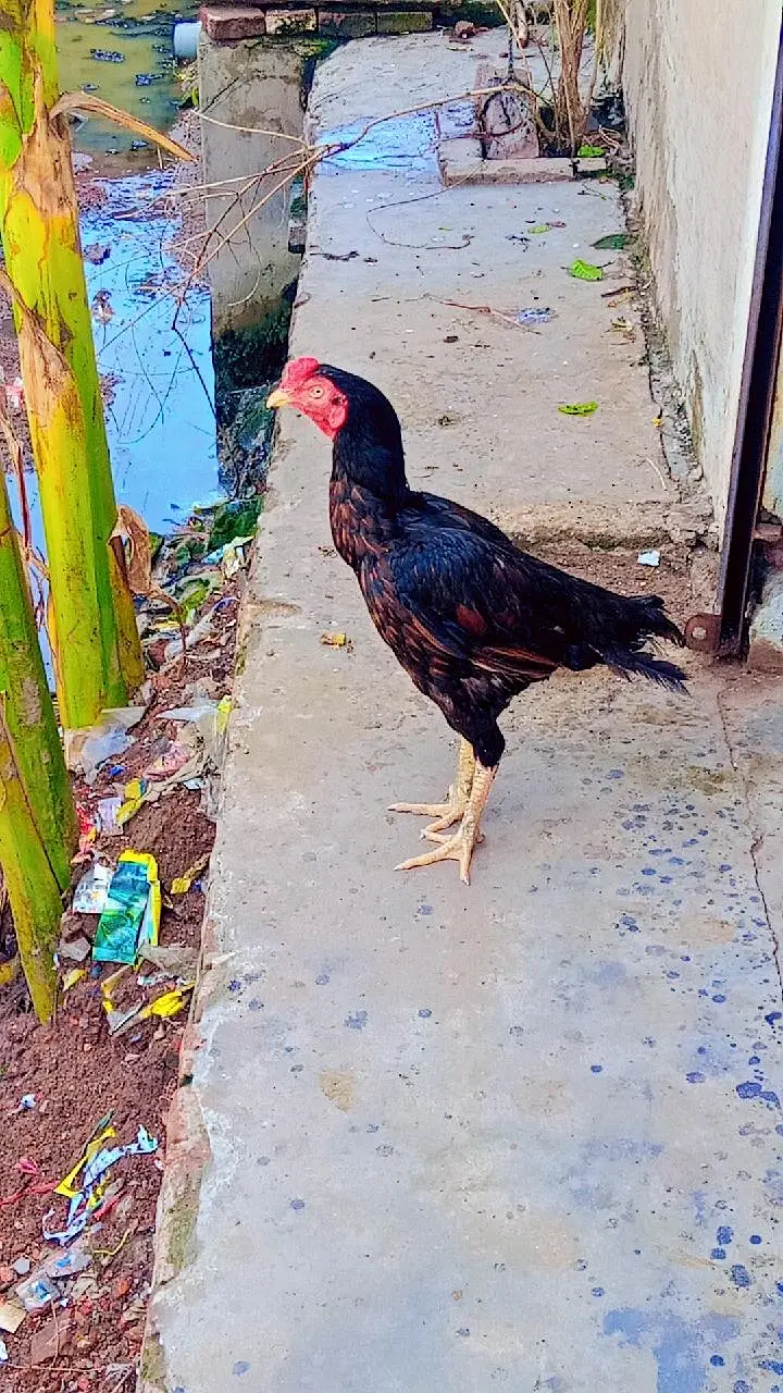 Aseel Chicks Pair For Sale — photo 2