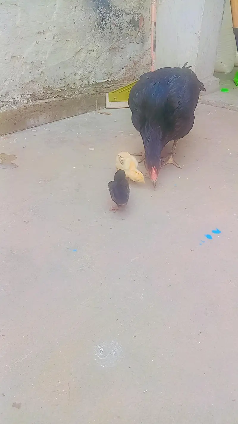 Aseel Chicks Pair For Sale — photo 3