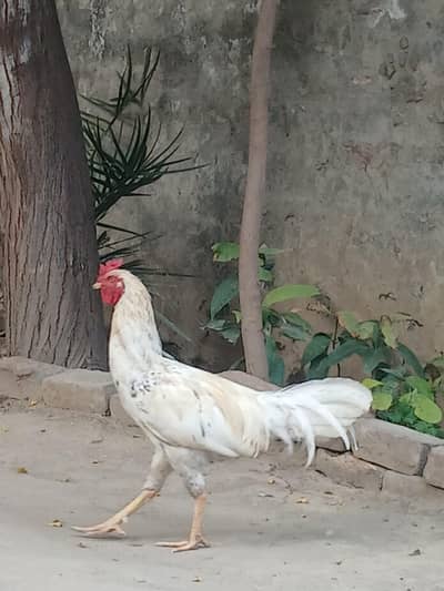 aik muga or do mugriya desi golden egg wali.