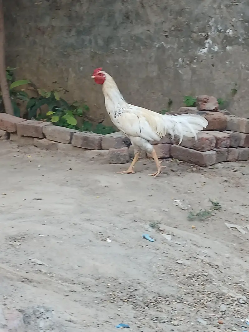 aik muga or do mugriya desi golden egg wali. — photo 2