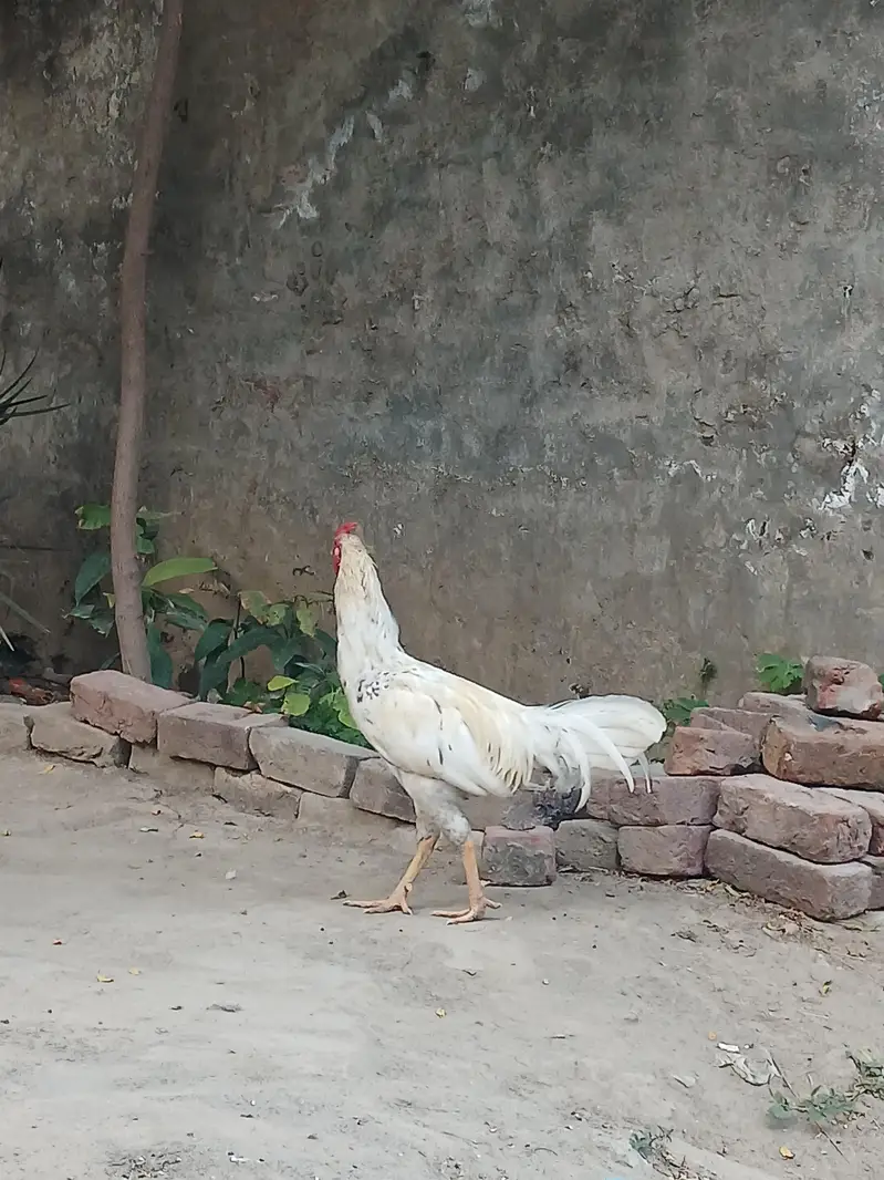 aik muga or do mugriya desi golden egg wali. — photo 3