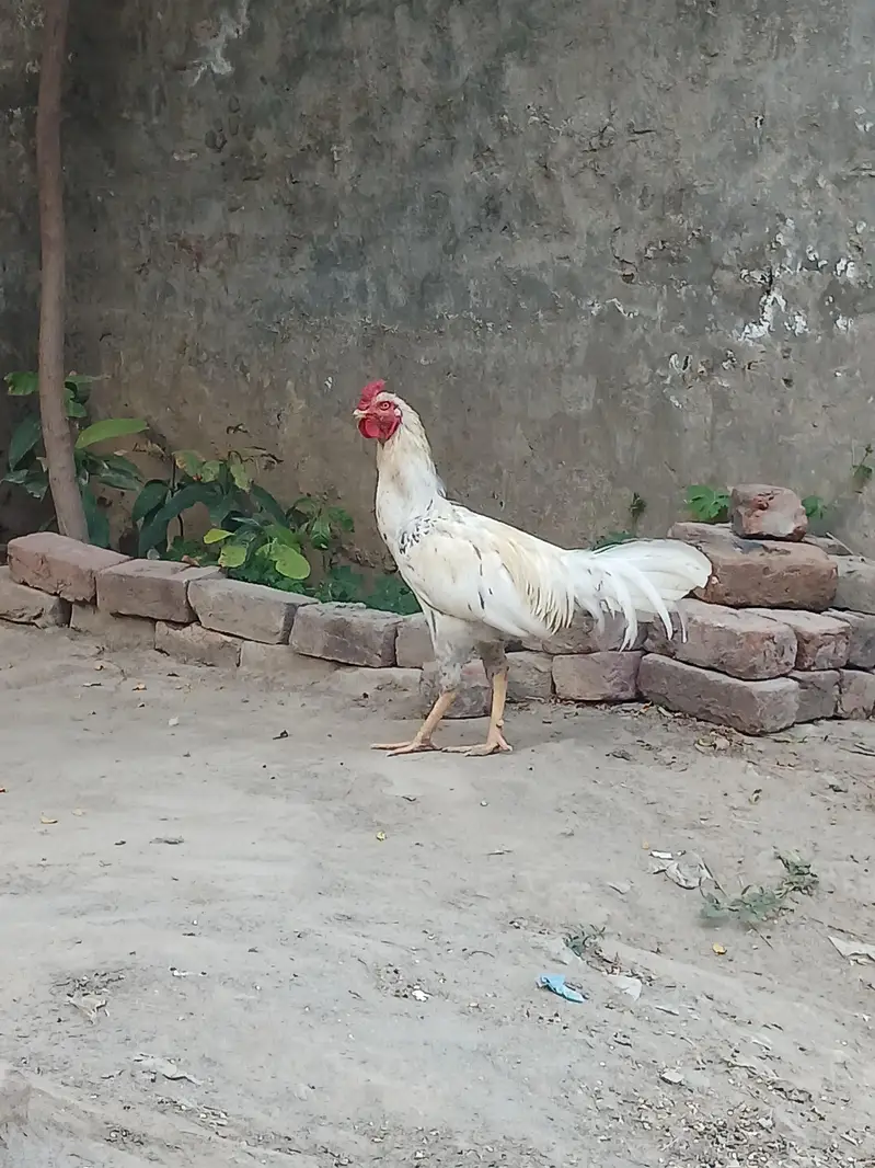 aik muga or do mugriya desi golden egg wali. — photo 4