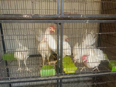 Layer Hen's