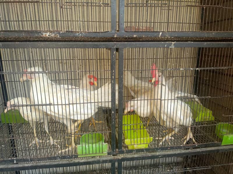 Layer Hen's 1