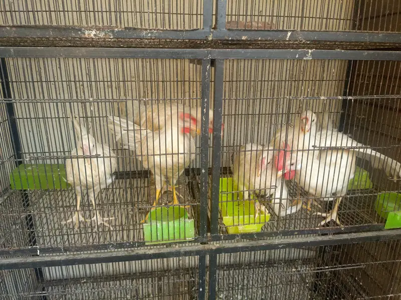 Layer Hen's — photo 3
