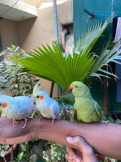handtame Ringneck and cocktail