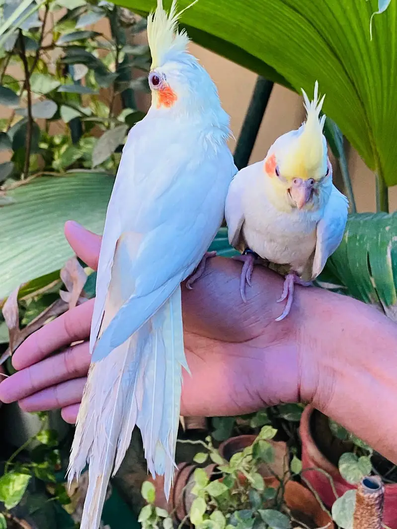 handtame Ringneck and cocktail — photo 2