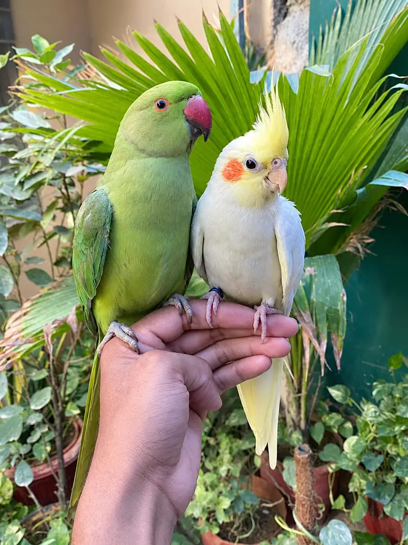 handtame Ringneck and cocktail — photo 3